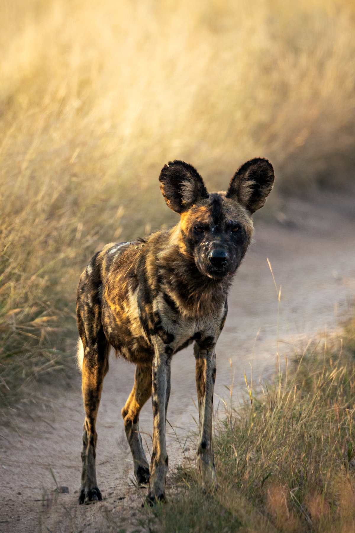 Essential South Africa: Big Five Safari photo 2