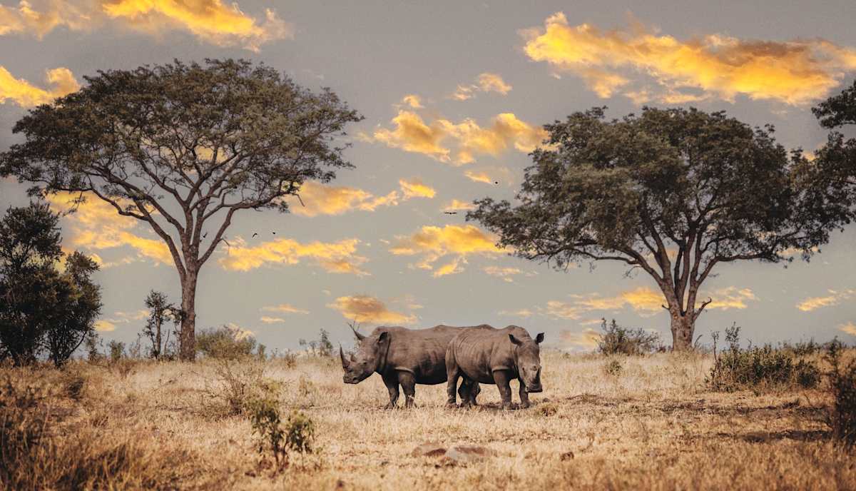 Rwanda Gorilla Trekking & Kruger Safari photo 5