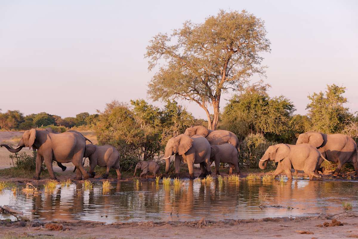 South Africa to Zimbabwe: Victoria Falls & Safari photo 4