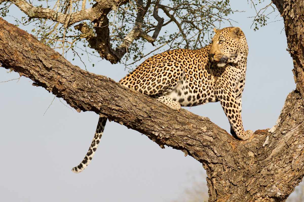 Big 5 of Land & Sea photo 5