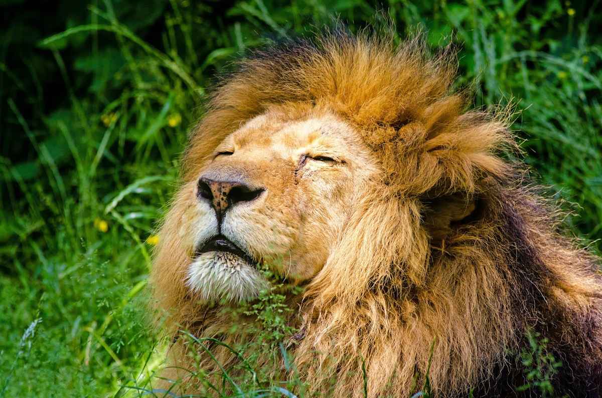 Luxury Kenya Safari with Giraffe Manor photo 2