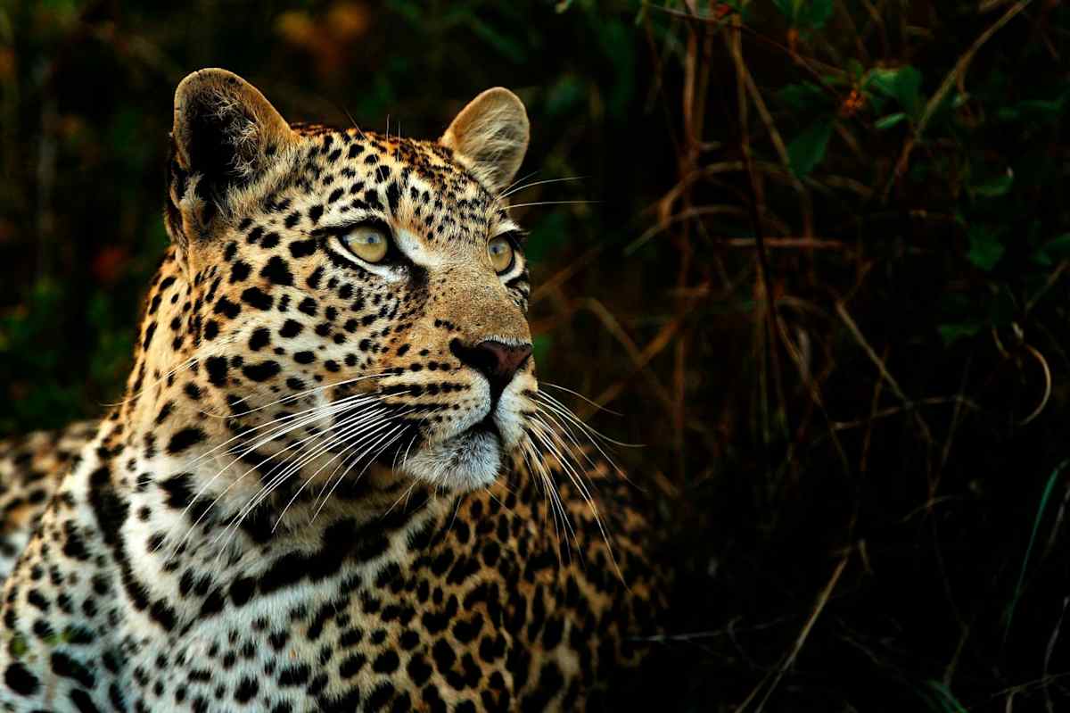 South Africa Culture & Cuisine photo 3