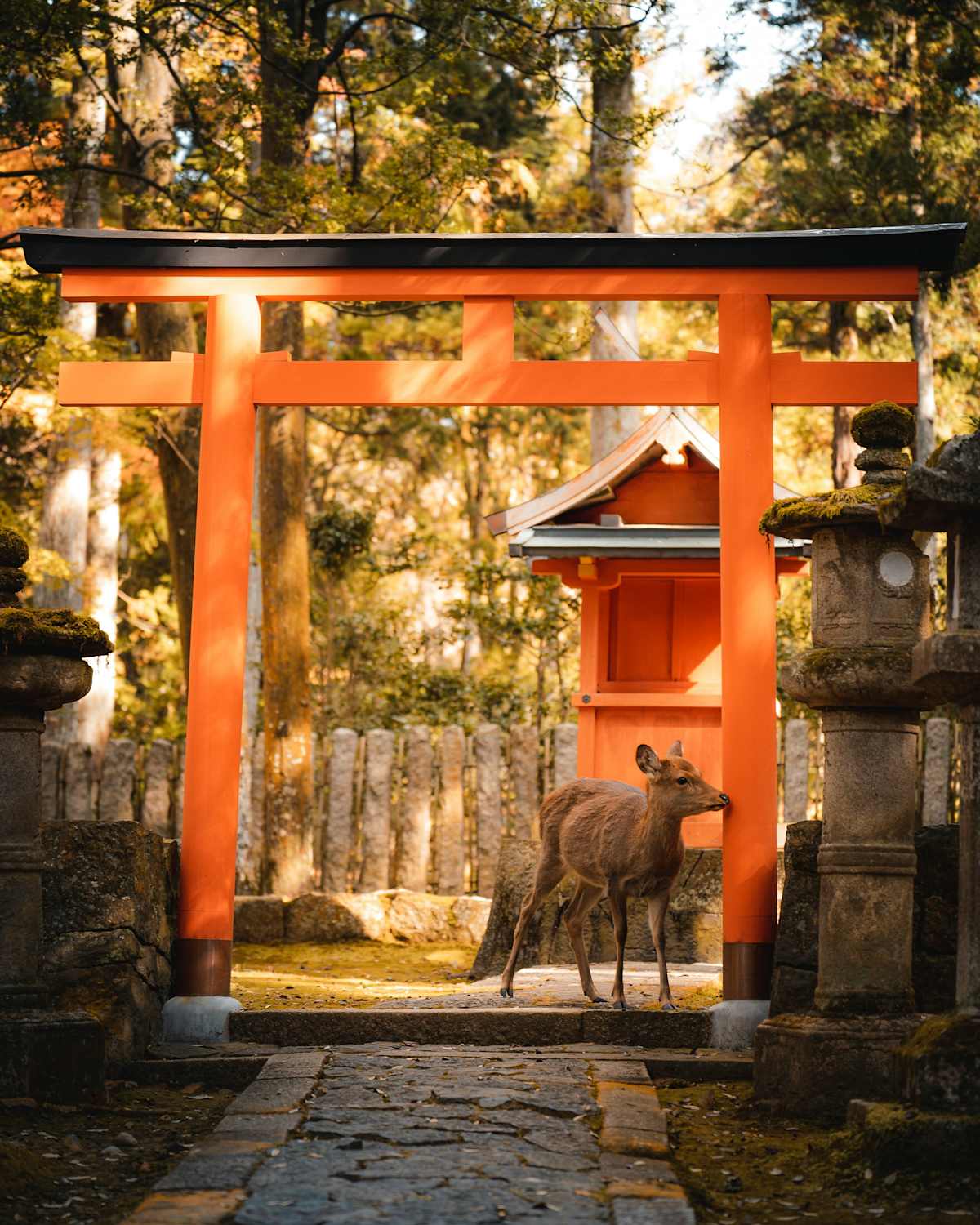 Essential Japan Discovery photo 2