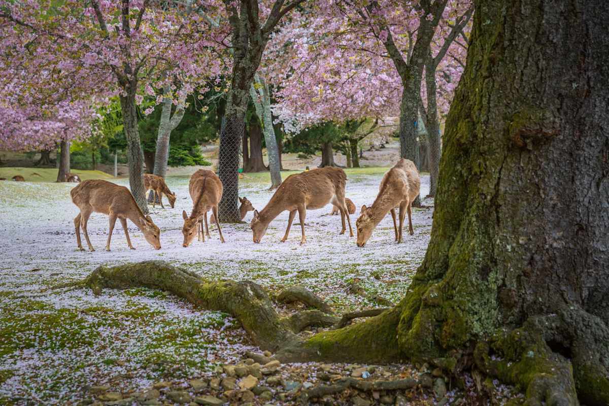 Japan in Bloom: Sakura Season Highlights photo 3