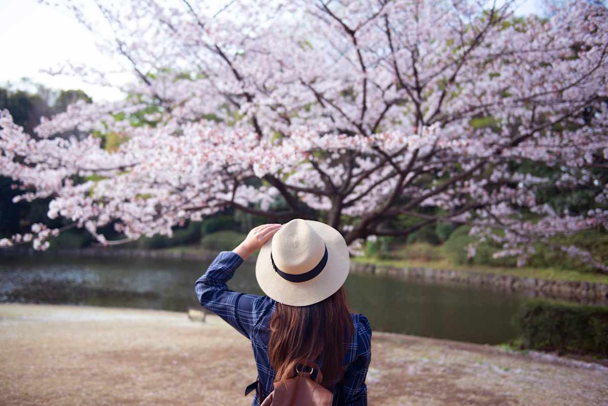 Japan in Bloom: Sakura Season Highlights photo 4