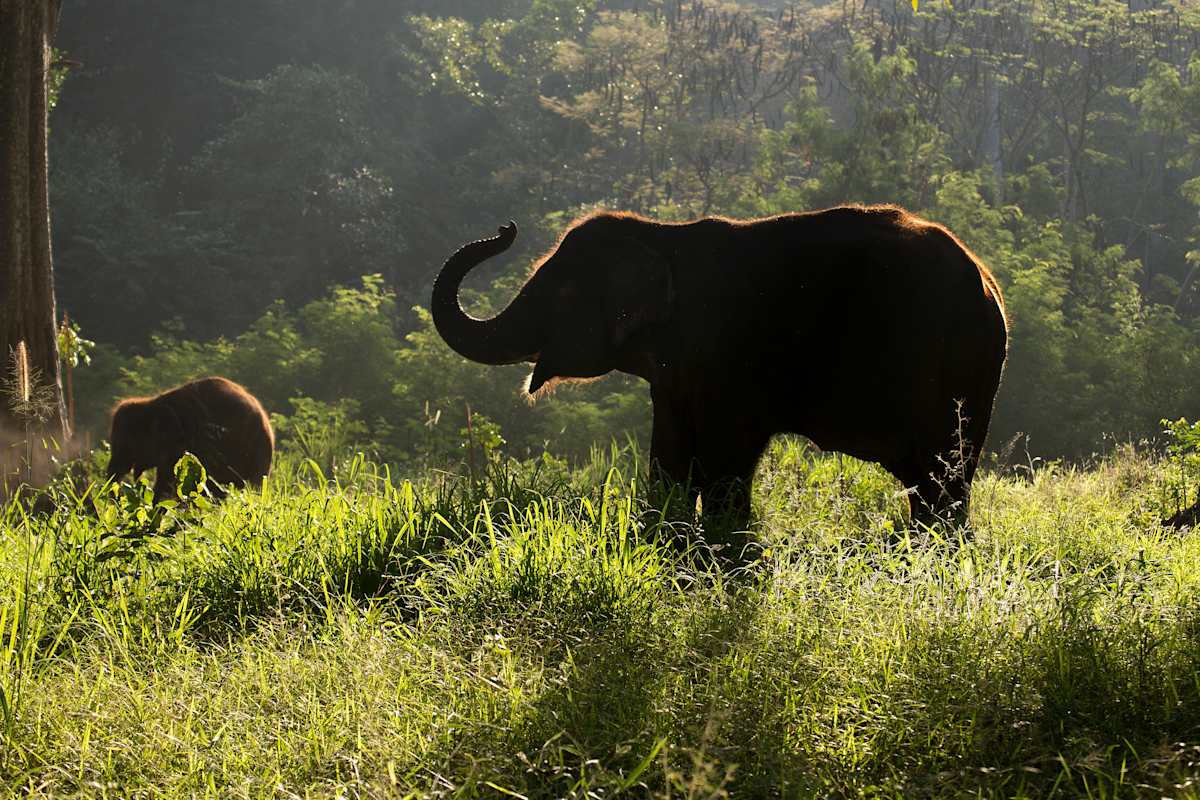 Classic South India photo 4