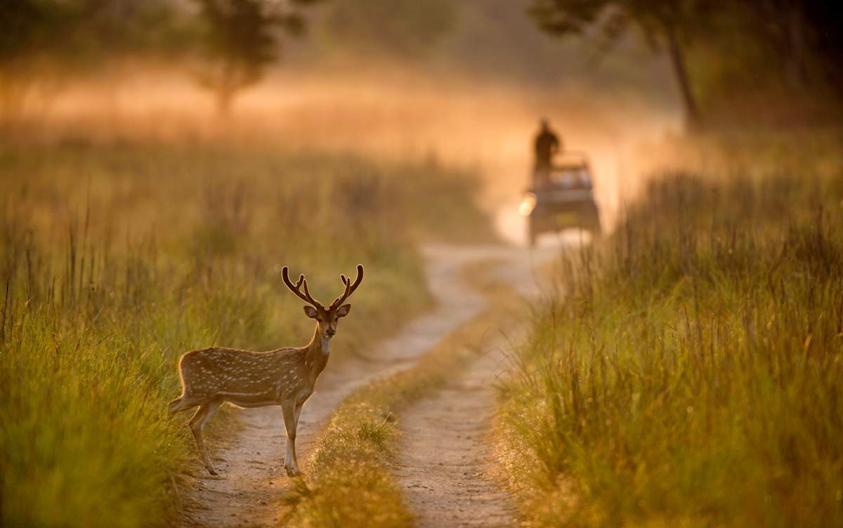 India Ultimate Wildlife photo 4