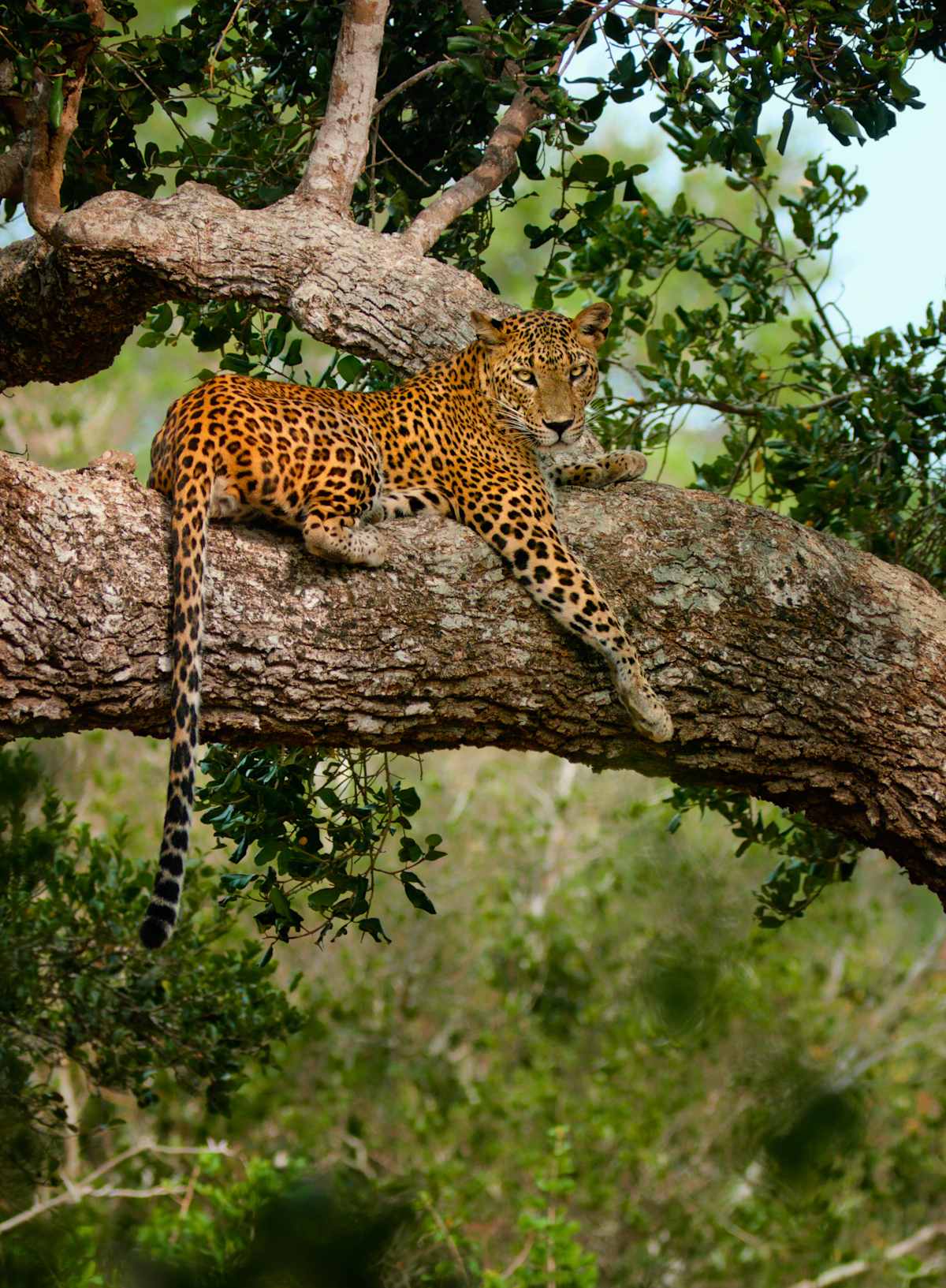 Active Sri Lanka & All-Inclusive Maldives photo 2