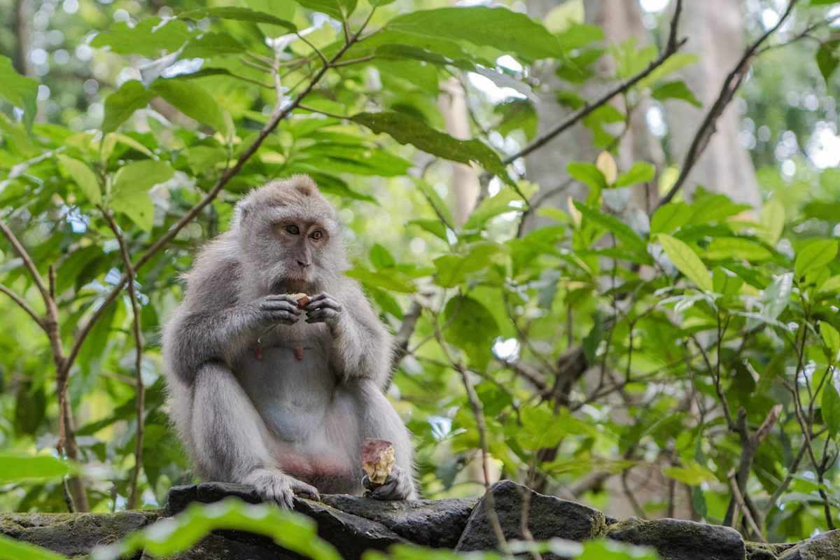 Hidden Secrets of Bali photo 3