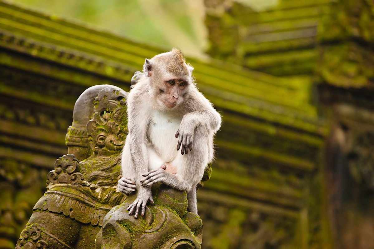 Luxury Singapore & Bali photo 2
