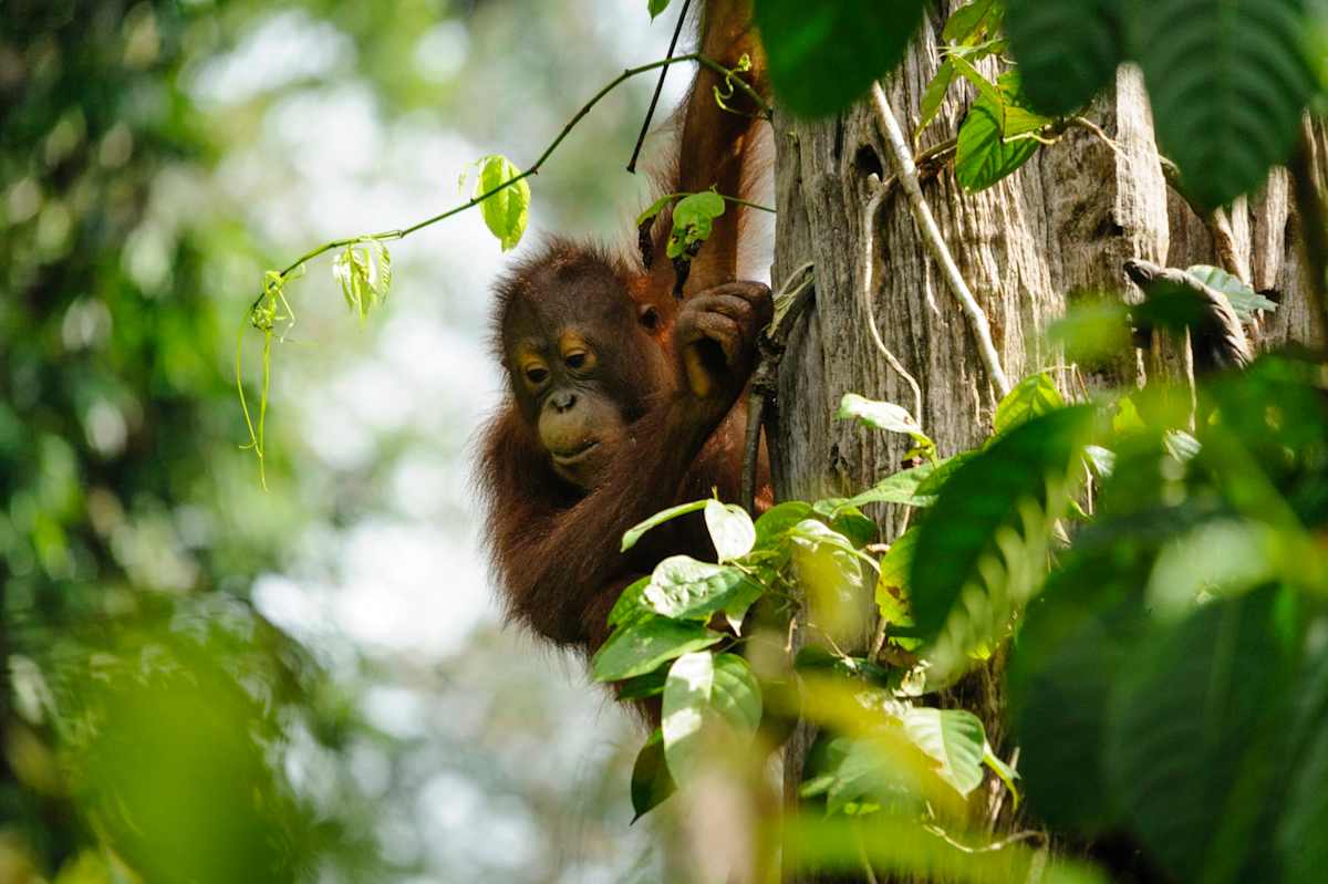Borneo: Wildlife and Coast photo 6