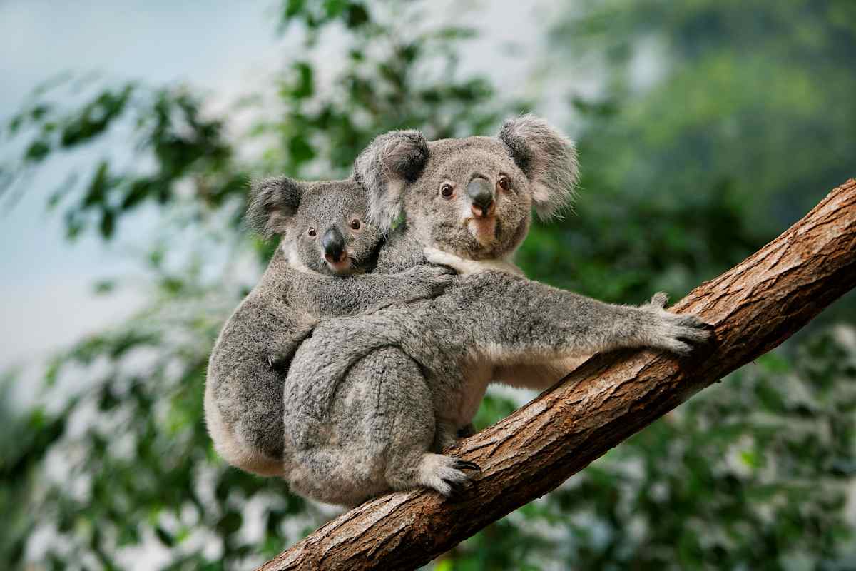 Australia: East Coast Exclusive photo 2