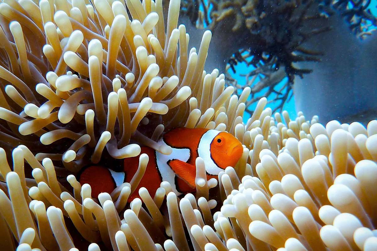 Australia for Families: Beach & Wildlife photo 5