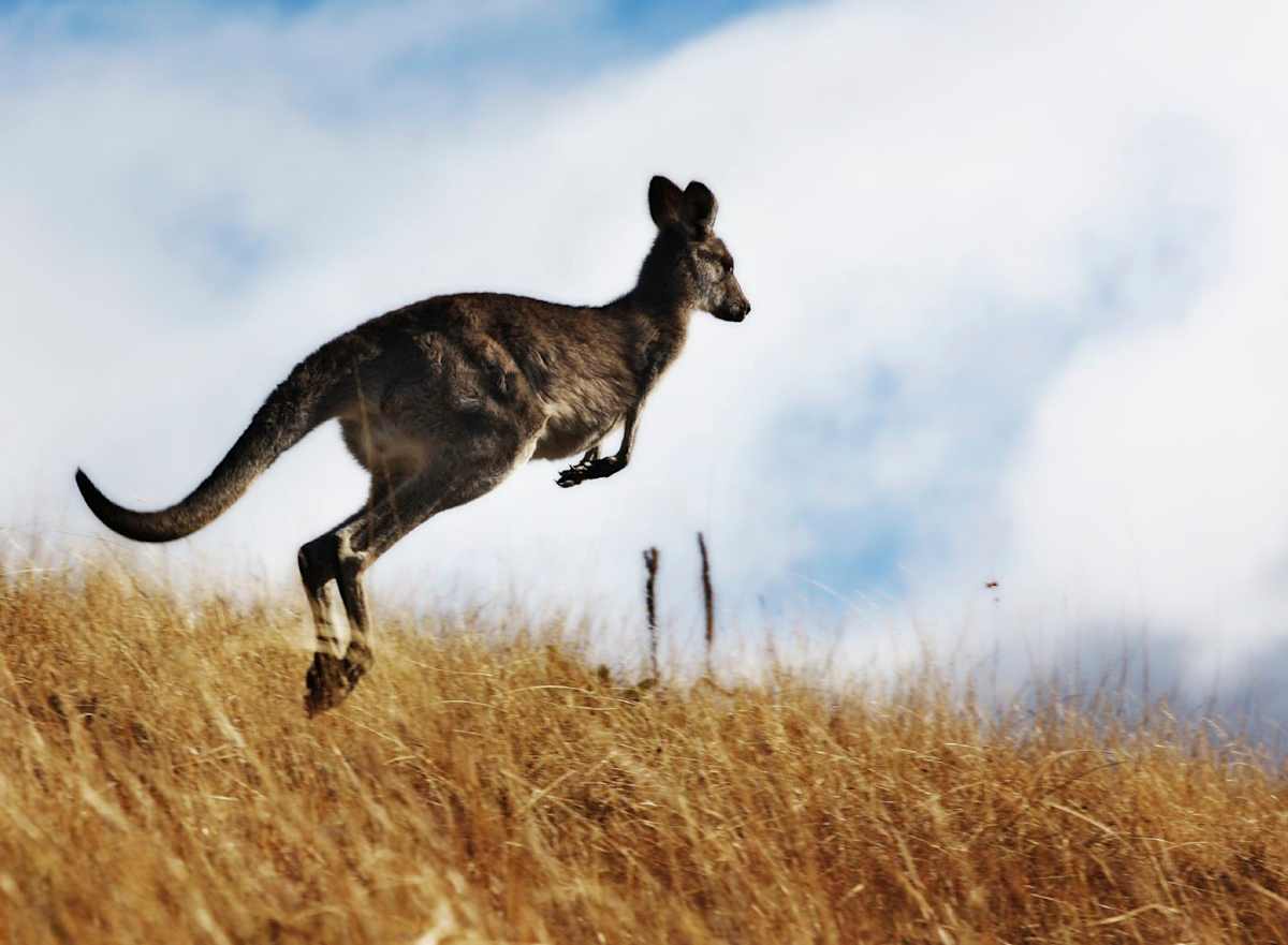 Australia Signature photo 2