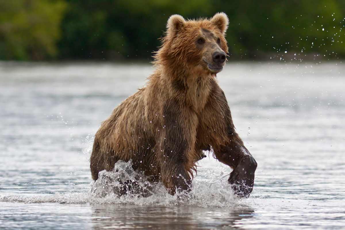 Rainforest to Sea: Klahoose Nation & British Columbia Grizzlies photo 1