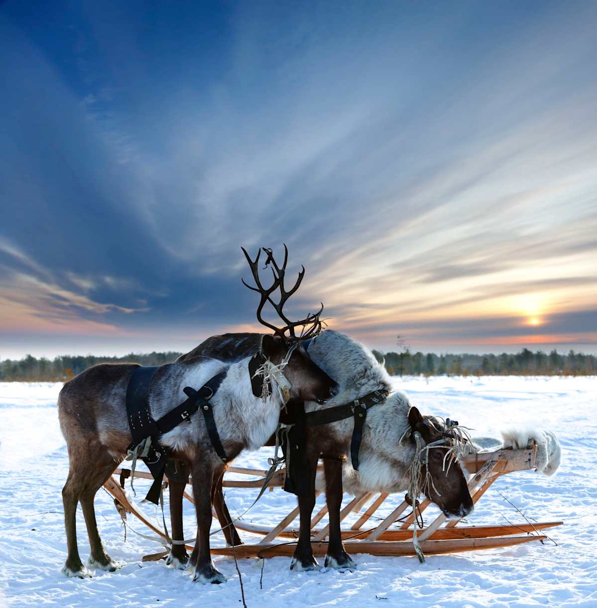 Arctic Expedition: Norway's Northern Lights photo 3