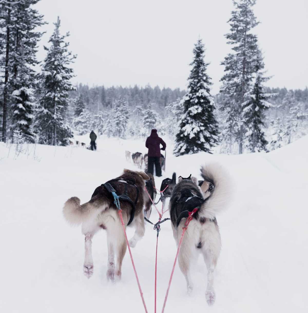 Lapland Winter Wonderland photo 5