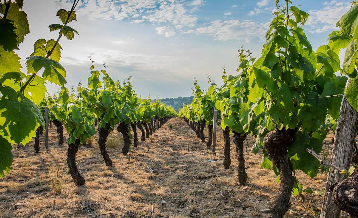 California Icons: San Francisco, Yosemite & Sonoma photo 5