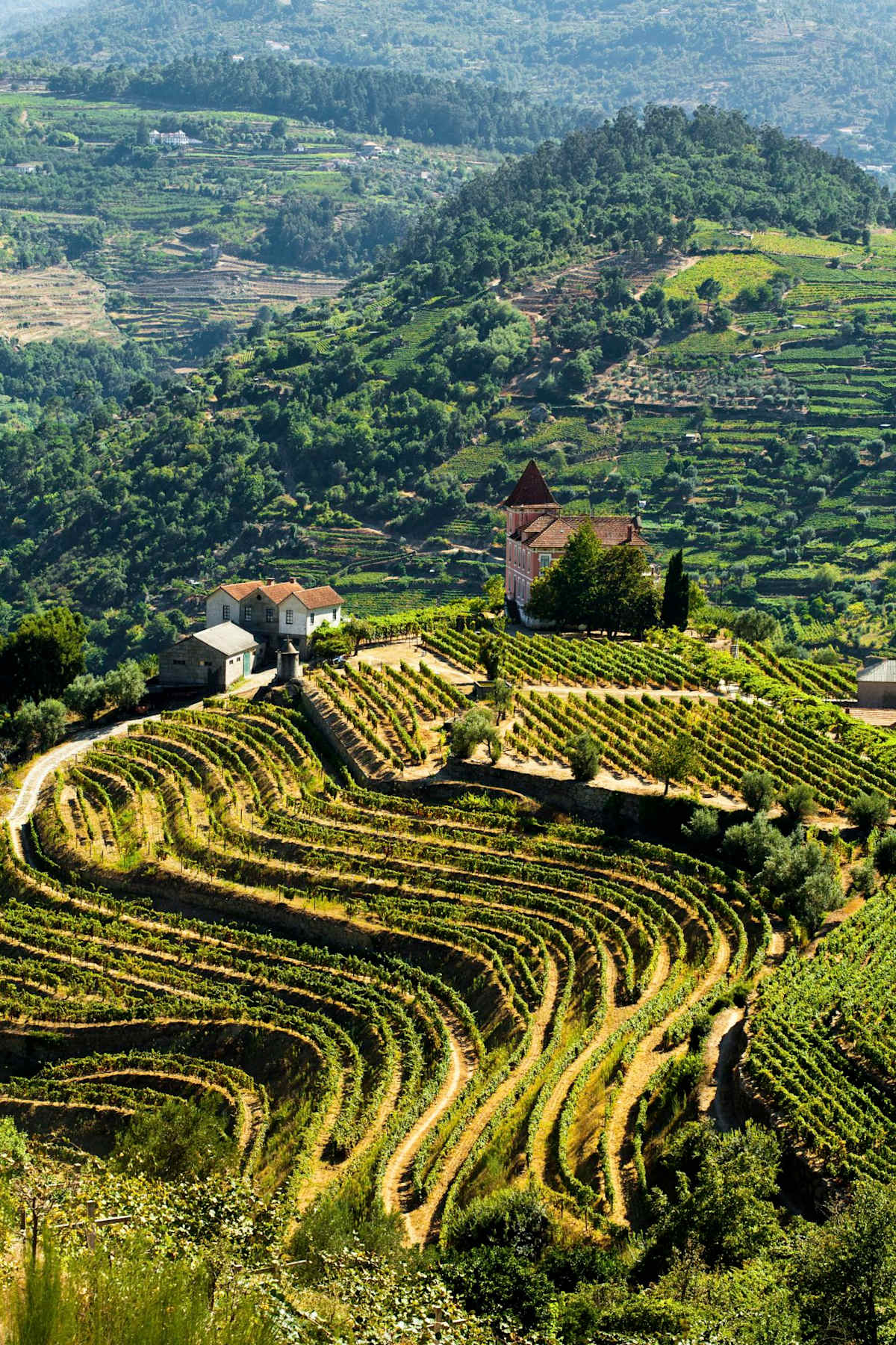 Lisbon Flavors & Porto Wine photo 2