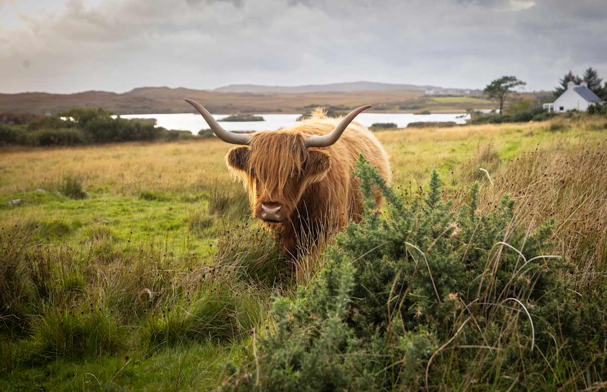 Scotland's Heart: Castles & Wild Highlands photo 9