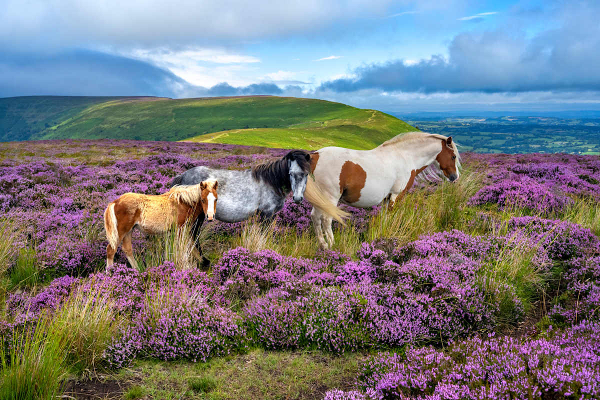 The Wilds of Wales Unveiled photo 1