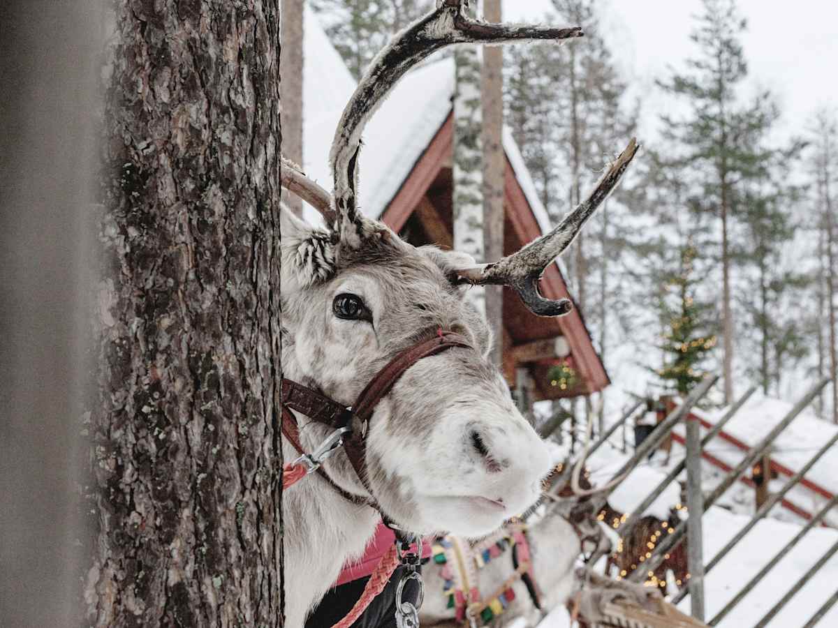 Finland Winter Family Fun photo 5