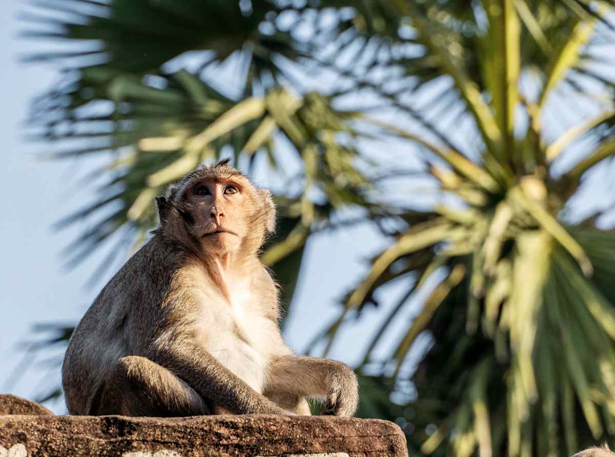 Cambodian Wildlife & Khmer Kingdom photo 5