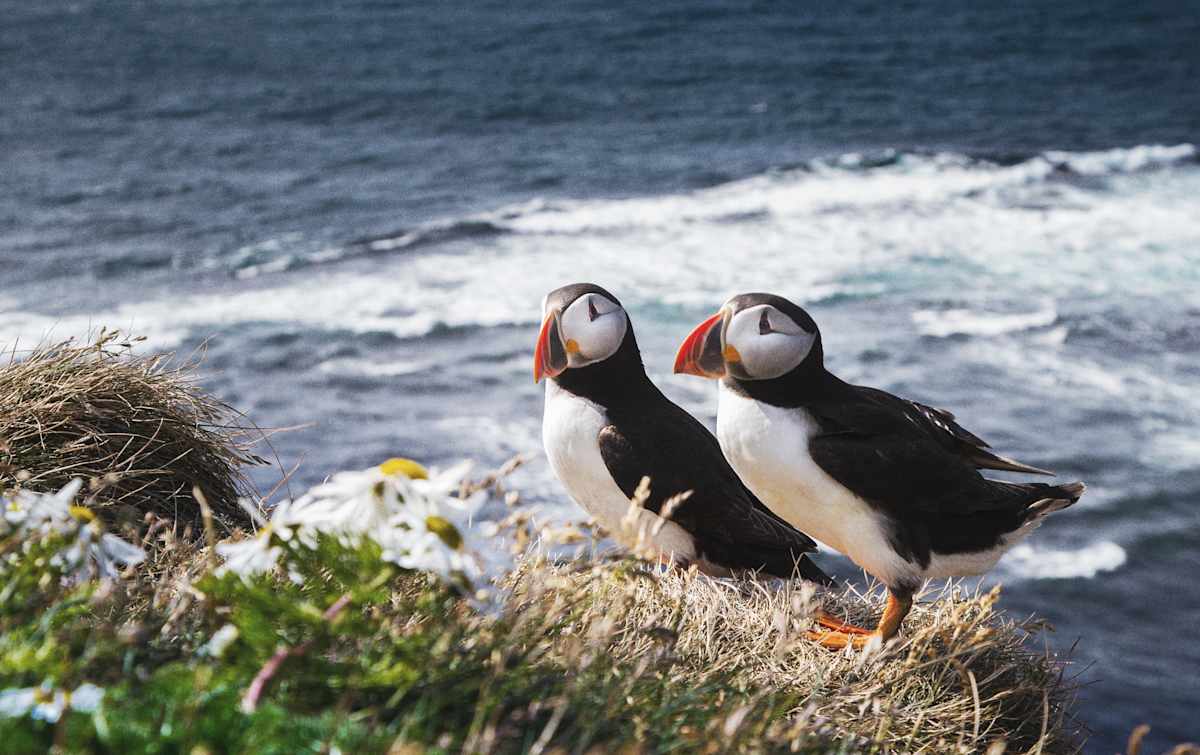 Iceland: Wildlife & Arctic Coast photo 2