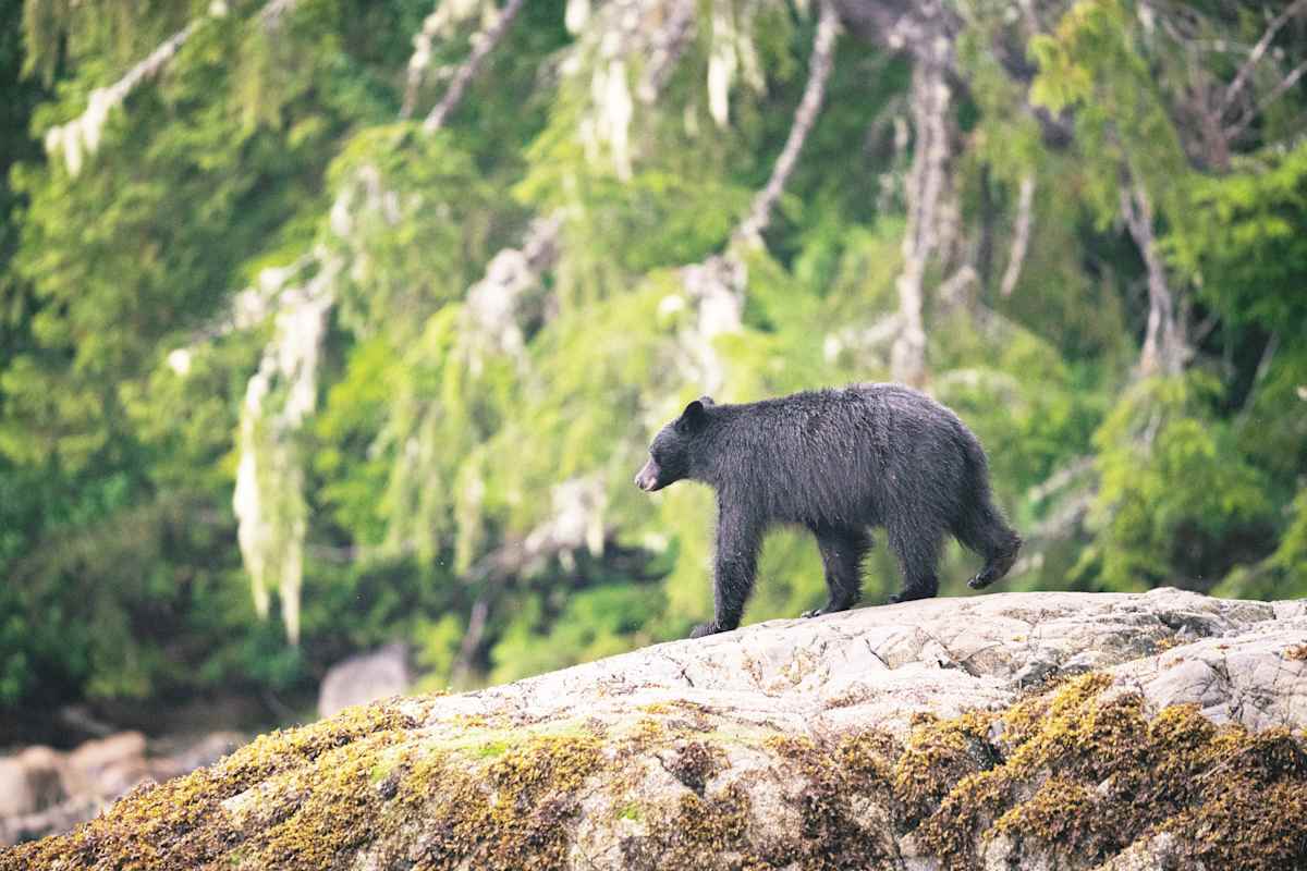 Active Vancouver Island photo 2
