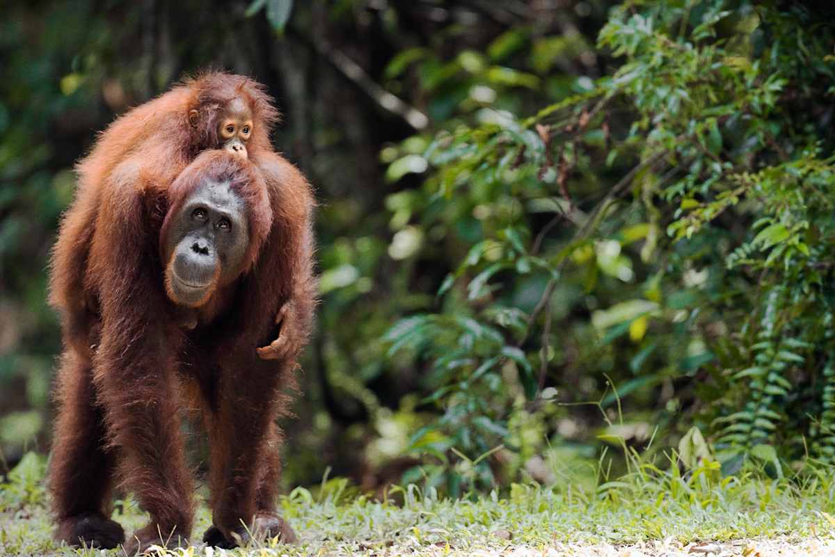 Borneo: Wildlife and Coast photo 5
