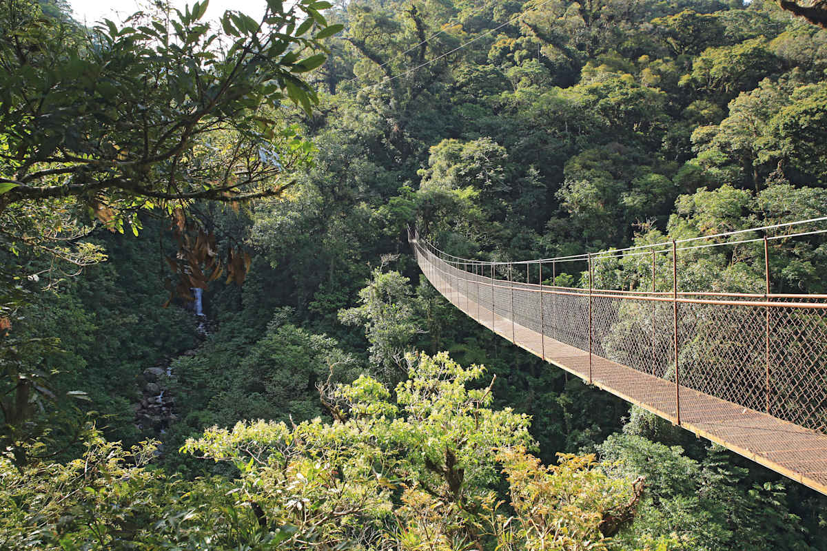 Cloudforest and Caribbean Islands photo 5