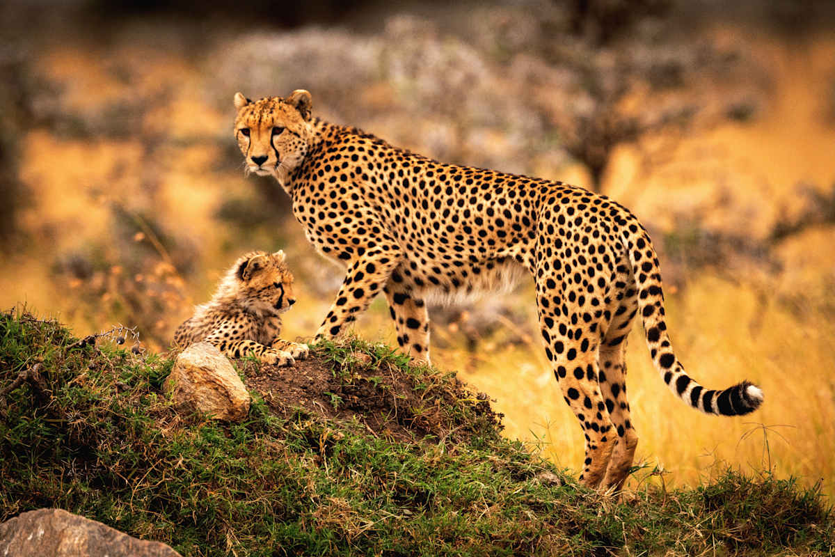 Ultimate Kenya Safari: Rare Species & Starry Nights photo 1