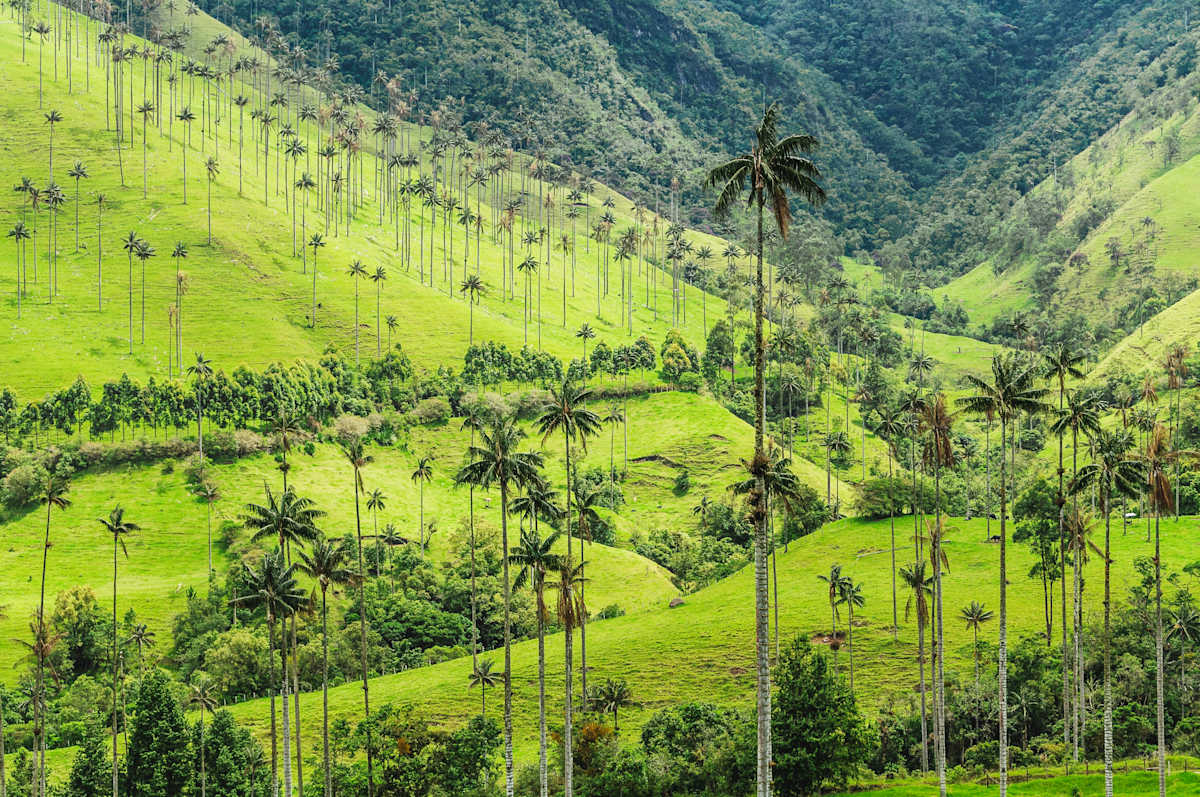 Complete Colombia: Culture, Coffee & Coastline photo 5