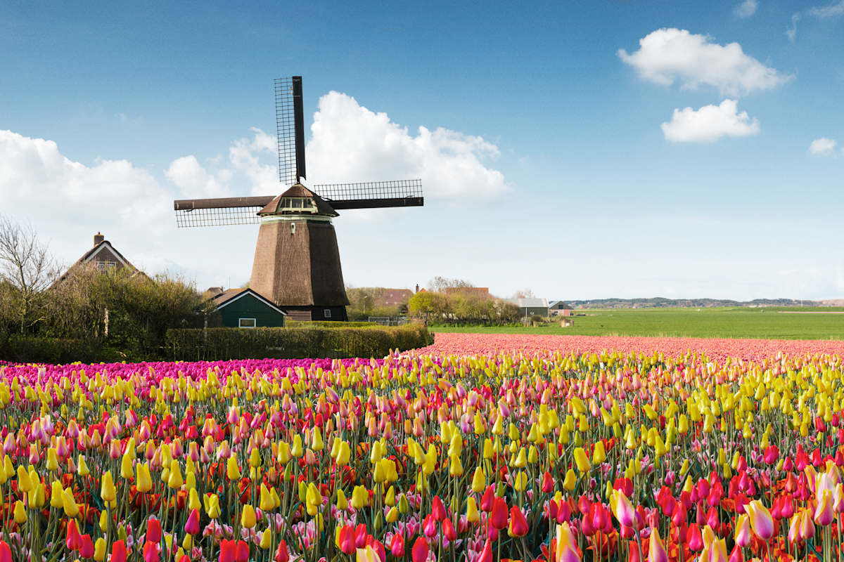 Dutch Tulips and Waterways of Holland photo 1