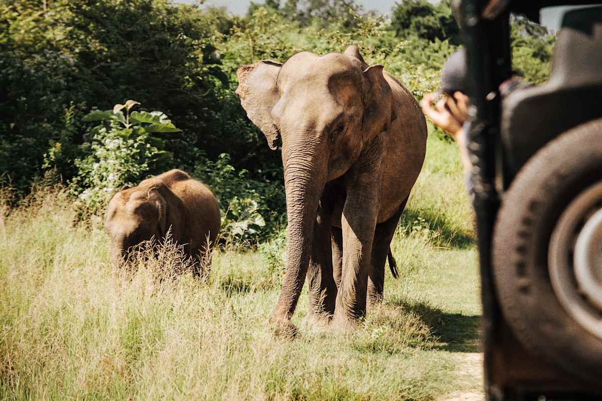 Wildlife & Culture of Sri Lanka photo 1
