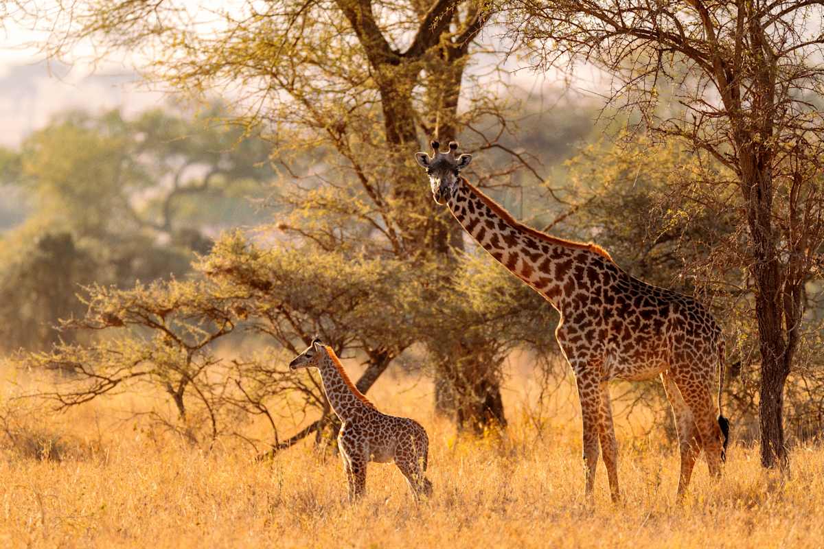 Luxury Kenya Safari with Giraffe Manor photo 1