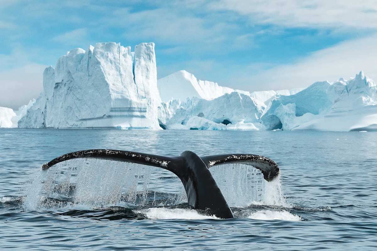 Canadian Arctic Expedition: Icebergs & Wildlife photo 1