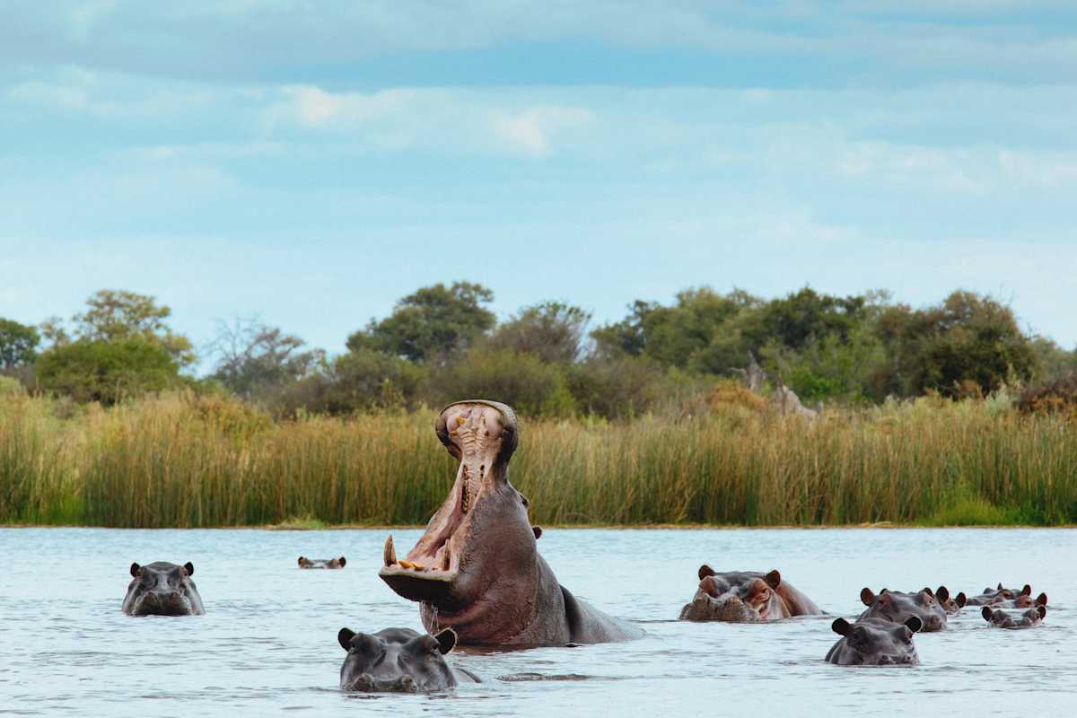 Southern Tanzania Safari & Zanzibar Escape photo 1