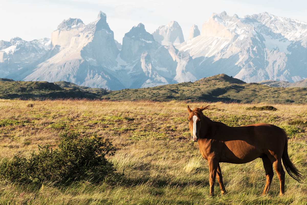 Patagonia Signature photo 5