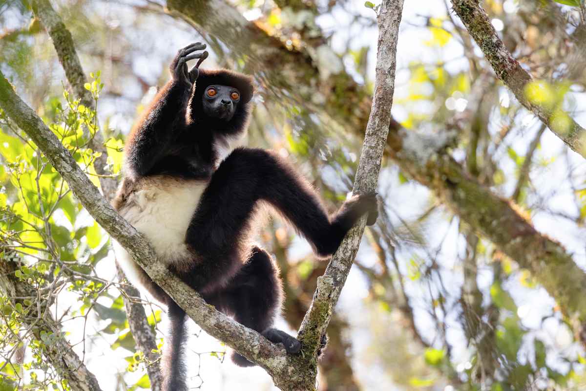 Madagascar Lemur Fever photo 5