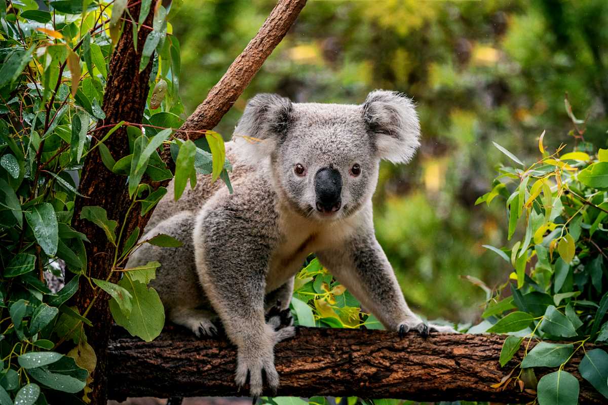 Australia for Families: Beach & Wildlife photo 3