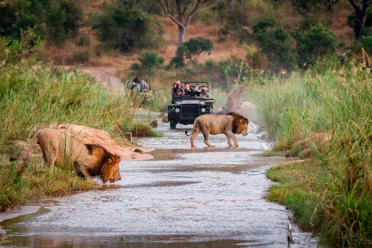 Cape Town & Kruger Safari photo 1