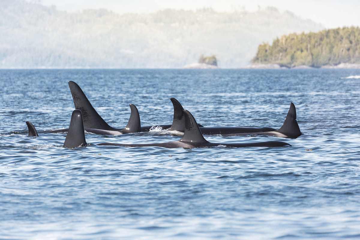 Active Vancouver Island photo 1