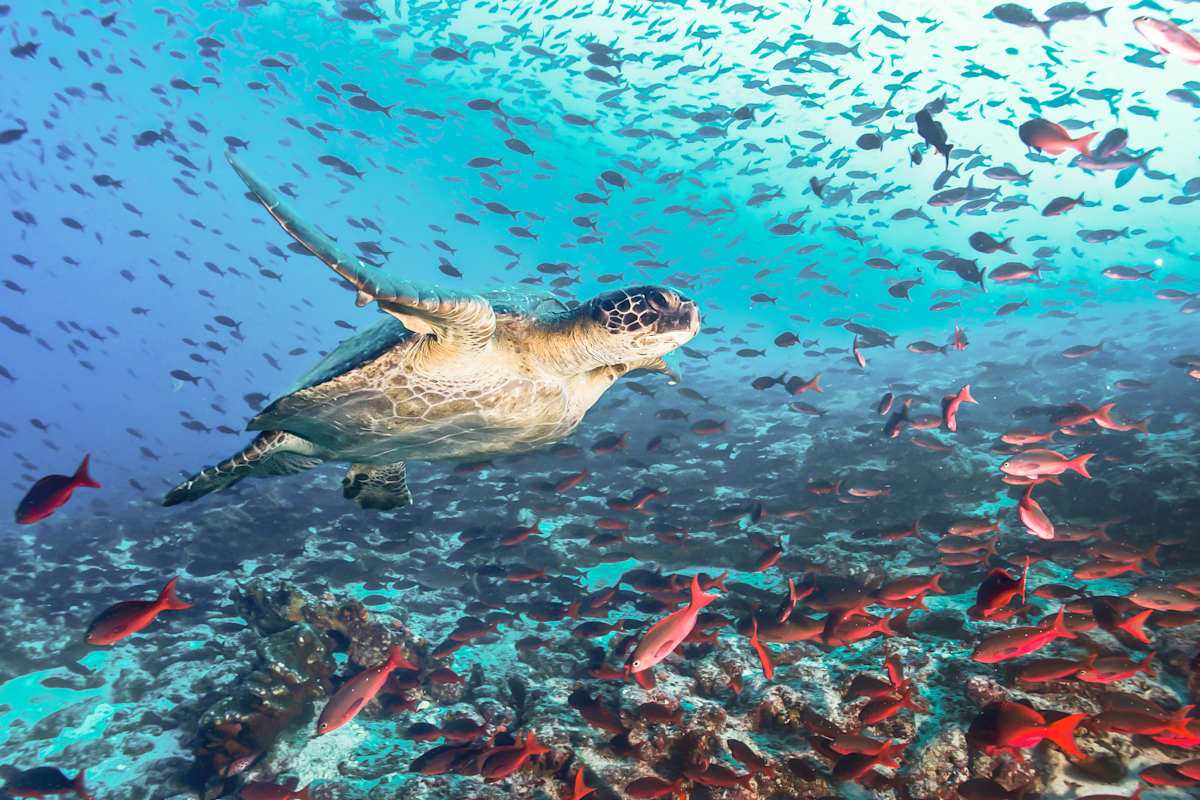 Galapagos Explorer: Land & Sea Expedition photo 1