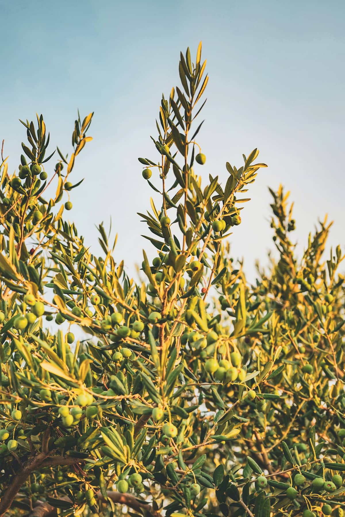 The Flavors of Tuscany photo 8