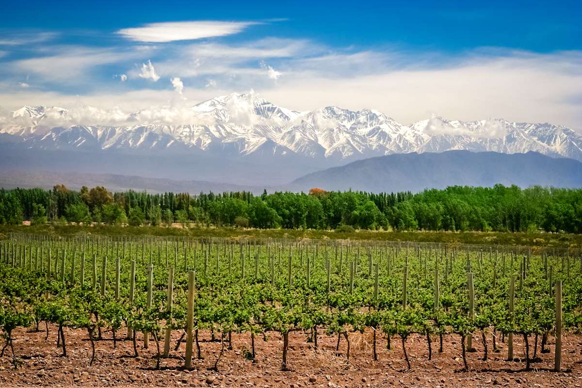 Buenos Aires & Mendoza: Gastronomy & Wine photo 3