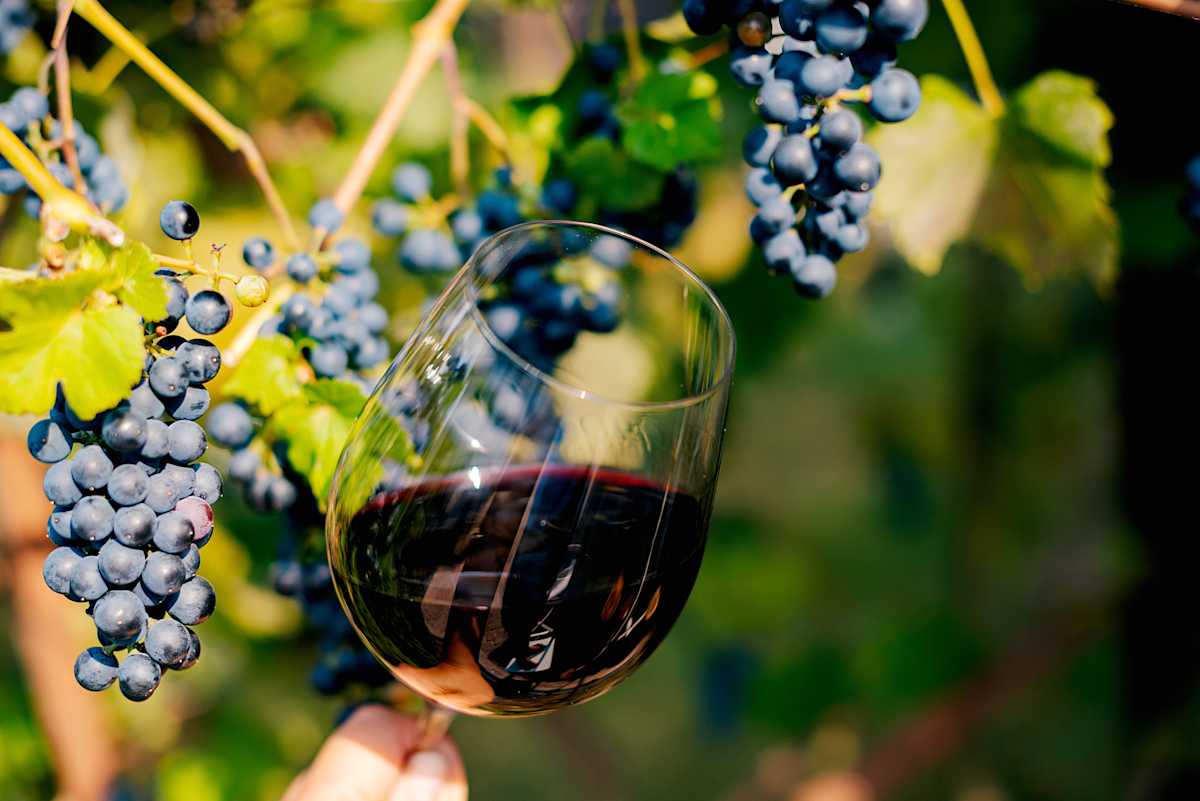 Buenos Aires & Mendoza: Gastronomy & Wine photo 6