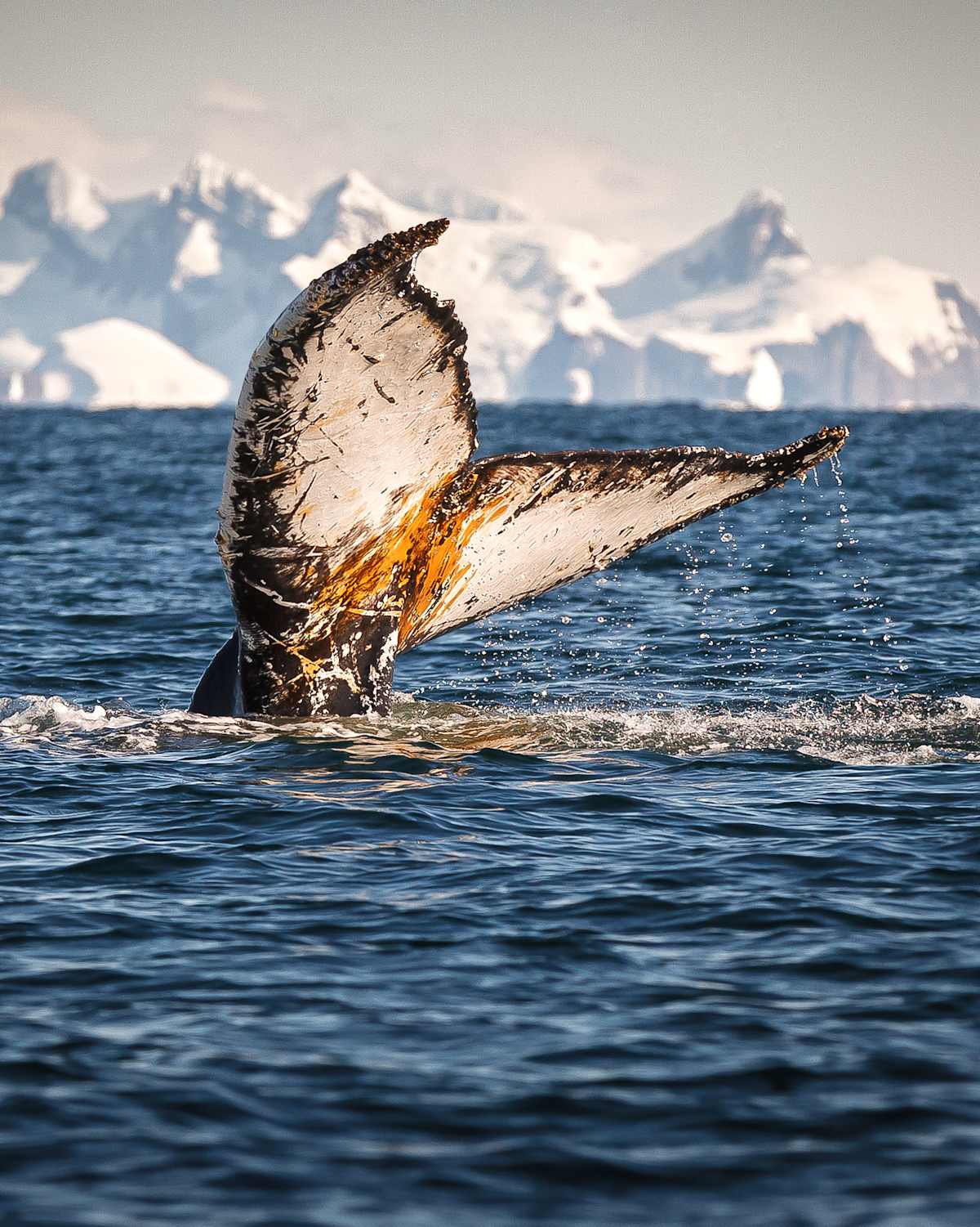 Journey to the White Continent photo 3