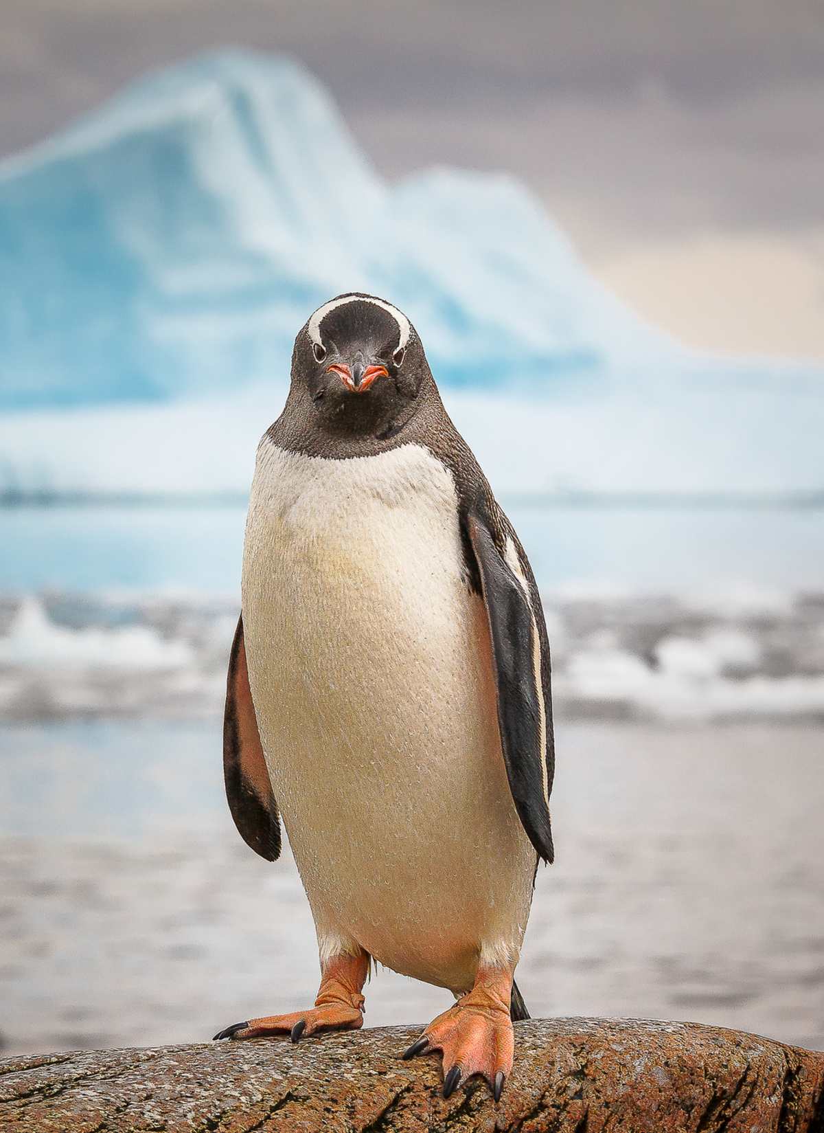 Remote Lands Expedition: Antarctica & Patagonia photo 2