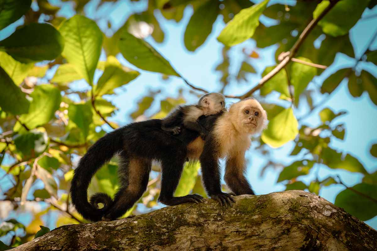 Costa Rica Rainforest to Beach for Families photo 4